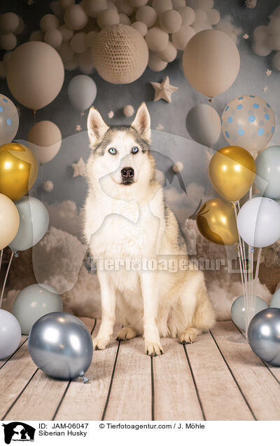 Siberian Husky / Siberian Husky / JAM-06047
