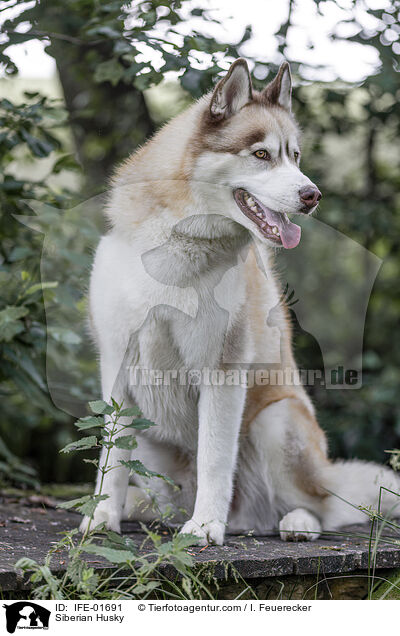 Siberian Husky / Siberian Husky / IFE-01691
