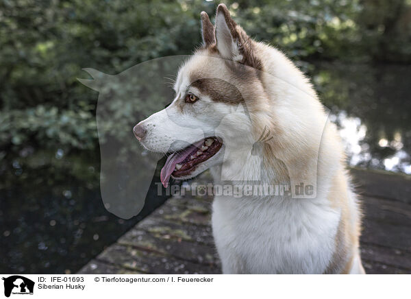 Siberian Husky / Siberian Husky / IFE-01693