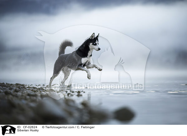 Siberian Husky / Siberian Husky / CF-02624