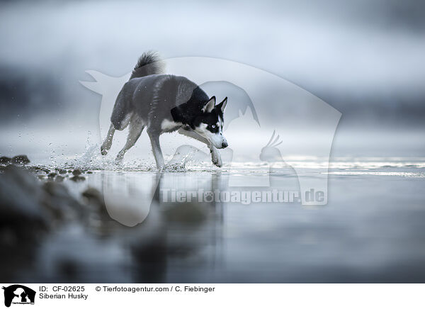 Siberian Husky / Siberian Husky / CF-02625