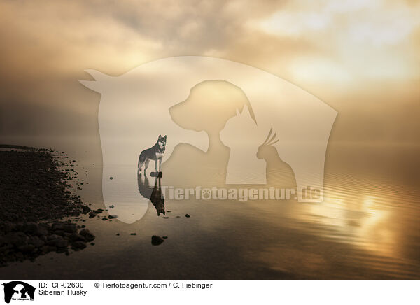 Siberian Husky / Siberian Husky / CF-02630