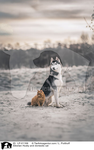 Siberian Husky und Hauskatze / Siberian Husky and domestic cat / LP-01168