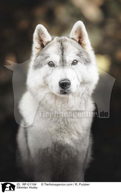Siberian Husky / Siberian Husky / RP-01194