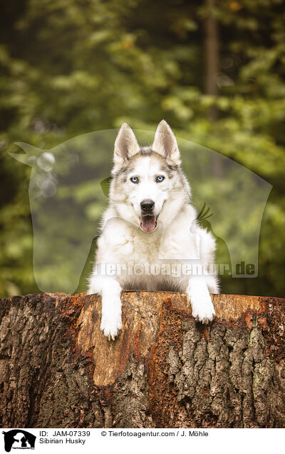 Sibirian Husky / Sibirian Husky / JAM-07339
