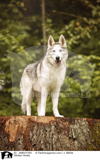 Sibirian Husky / Sibirian Husky / JAM-07340