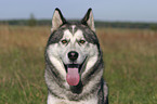 Sibirien Husky Portrait