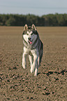 running husky