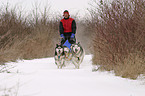 Siberian Husky Musher Training