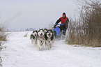 Siberian Husky Musher Training