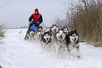 Siberian Husky Musher Training