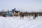 Siberian Husky Stake Out