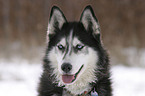 Siberian Husky Portrait