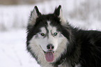 Siberian Husky Portrait