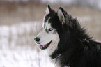 Siberian Husky Portrait