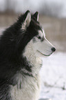 Siberian Husky Portrait