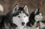 Siberian Husky Portrait