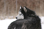 Siberian Husky Portrait