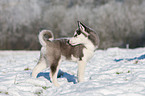 Siberian Husky Puppy