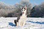 Husky Puppy in snow