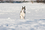 running Husky Puppy