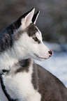 Siberian Husky Puppy Portrait