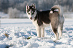 Siberian Husky Puppy