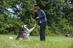 sitting Siberian Husky