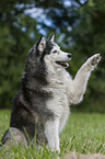 Siberian Husky shows trick