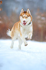 running Siberian Husky