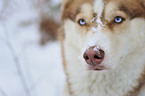 Siberian Husky nose