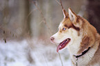 Siberian Husky Portrait