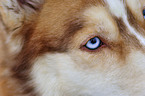 Siberian Husky eye