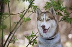 Siberian Husky Portrait
