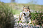 lying Siberian Husky