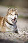 lying Siberian Husky