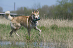 playing Siberian Husky