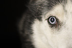 Siberian Husky eye