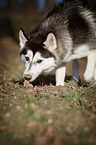 snuffling Siberian Husky