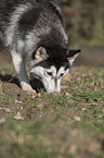 snuffling Siberian Husky