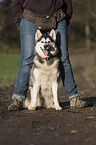 sitting Siberian Husky