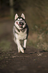 running Siberian Husky