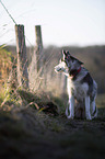 sitting Siberian Husky