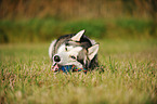 lying Siberian Husky