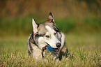 lying Siberian Husky