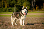 standing Siberian Husky