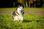 running Siberian Husky