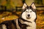 Siberian Husky Portrait