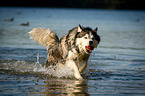 running Siberian Husky