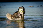 running Siberian Husky